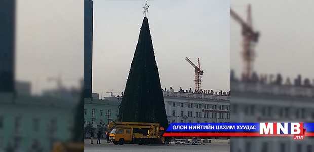 Төв талбайн сүлд модыг засч эхэллээ