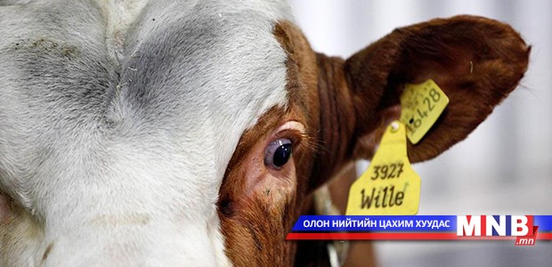 Үхэр хулгайлан нядалж байсан этгээдүүдийг үйлдэл дээр нь баривчилжээ