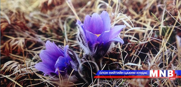 “Гэгээн эгшин” байгалийн гэрэл зургийн үзэсгэлэн нээгдлээ
