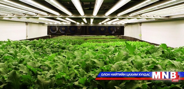 Хөрсгүй орчинд ногоо тарьжээ