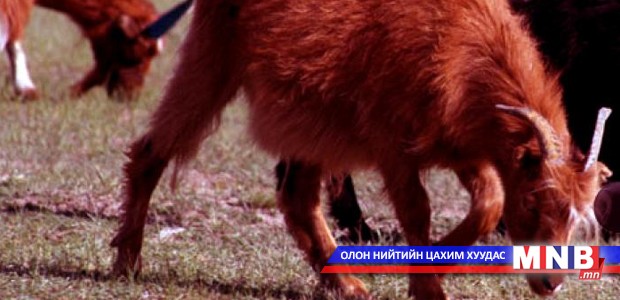 Дэлгэрэх сум ноолуурын улаан ямааны шинэ омогтой боллоо