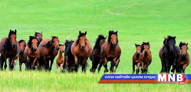 Хамгийн олон адууг Булган аймгийн Сайхан сум тоолуулжээ