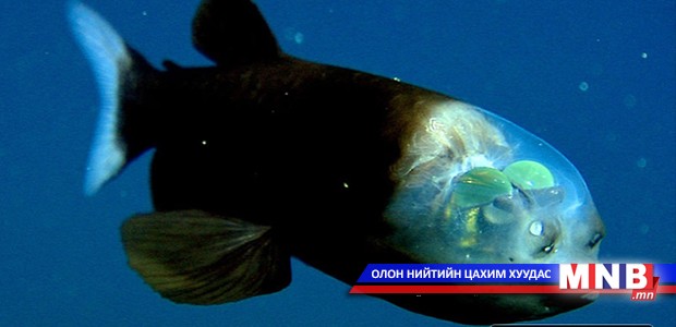 Гэрэлтдэг толгойтой загас