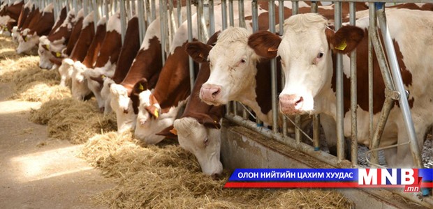 Нийслэлийн нутаг дэвсгэрт сүүний үйлдвэрийн үхрийн ферм байгуулна