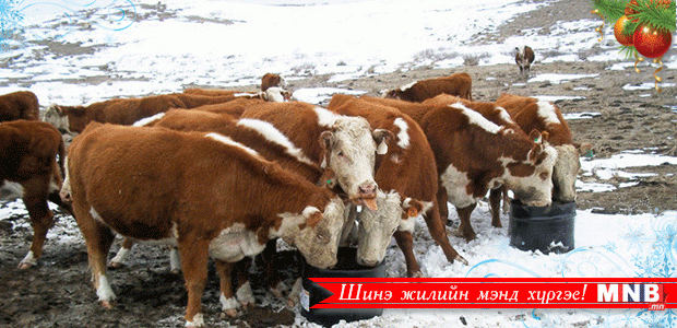 Малчдын лавлахаар дамжуулан үхрээ олжээ