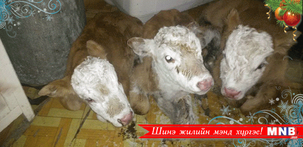 Гурван ихэр тугал гарчээ