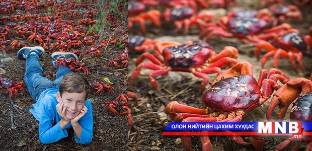 Австрали улаан хавчаар "дүүрчээ"