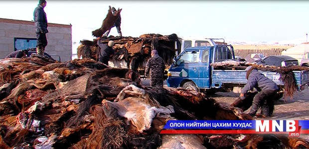"Эмээлт" захад 500 мянга гаруй адууны шир байна