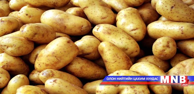 Төмсийг хөрсгүй орчинд ургуулж байна
