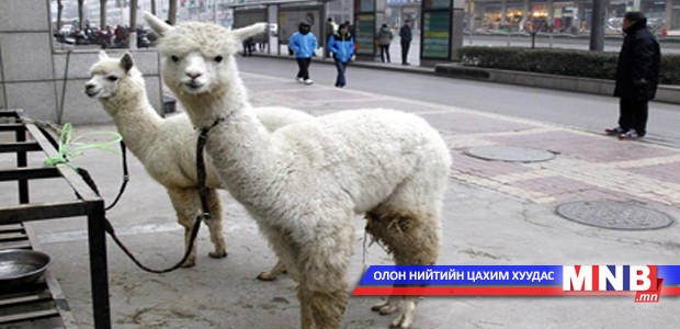 Үйлчлүүлэгч татахын тулд дэлгүүрийнхээ гадна лам гөрөөс уяжээ