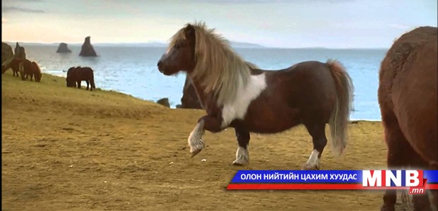 Бүжигчин одой морь