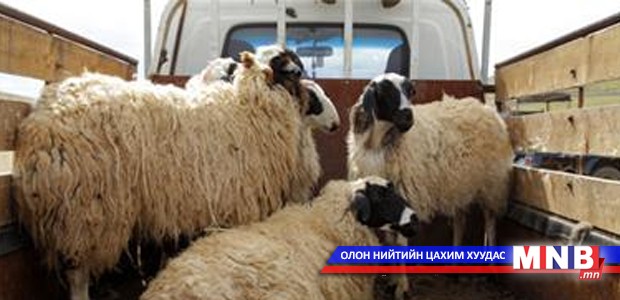 Малчид нэгдэж, малын хулгайтай тэмцэж байна