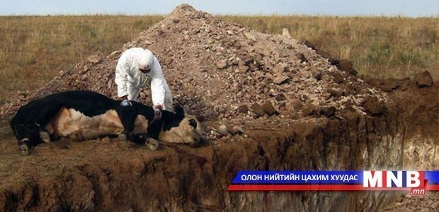 Булган аймагт үхэр галзуурчээ