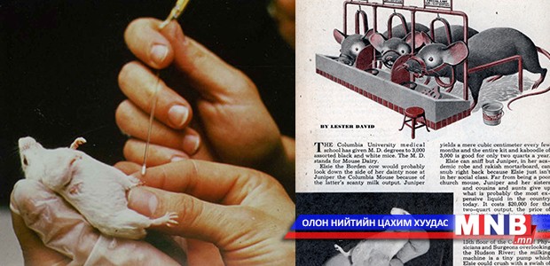 “Хулганын сүү” дэлхийн хамгийн үнэтэй сүү