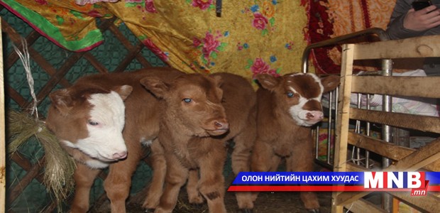 Сэлэнгэ аймагт гурван ихэр тугал гарчээ