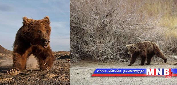Д.Батболд: “Баянхонгор” баавгай хятадын хилийг даваад хоёр сарын дараа эргэн ирсэн