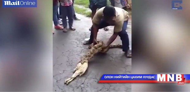 Хоёр ишиг бүхлээр нь залгисан могойг олжээ