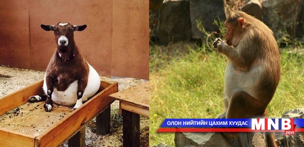 Бие давхар эмэгчин амьтад хамгийн өхөөрдөм