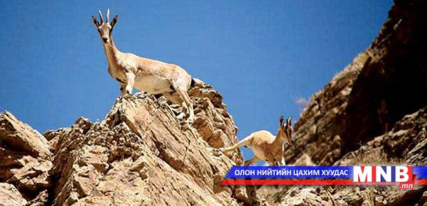 Зэрлэг ан амьтан уулнаас буужээ