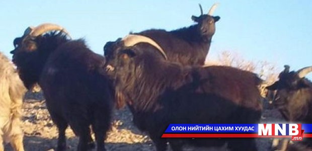 Эзэндээ ээлтэй Эрчмийн хар ямаа