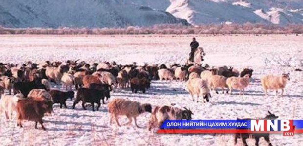 Матад суманд 100 гаруй мянган мал өвөлжиж байна
