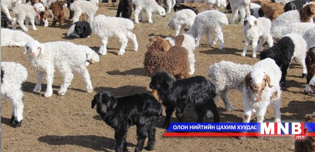 Энэ хавар 20 гаруй сая эх малын 60 хувь нь төллөнө
