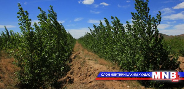 Мод үржүүлгийн зориулалтаар газар эзэмших эрх олгов