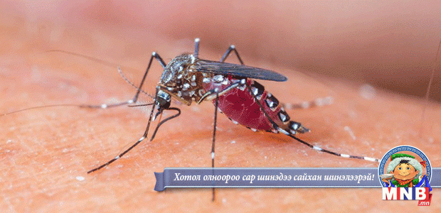 Зика вирусын халдвараас урьдчилан сэргийлнэ үү