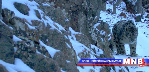 Өмнөговь аймагт 60 орчим цоохор ирвэс нутагшиж байна