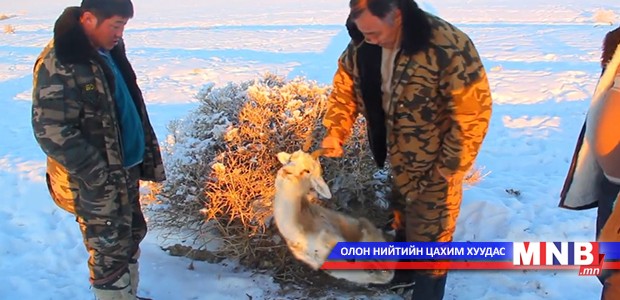Зээр, бөхөн зэрэг амьтад хэвтэртээ хөлдөж байна