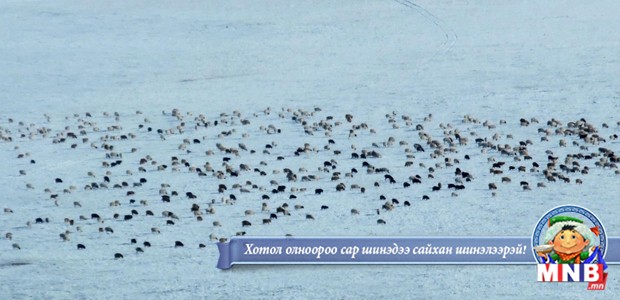 Завхан аймгийн Баянтэс суманд 1000 гаруй мал хорогдоод байна