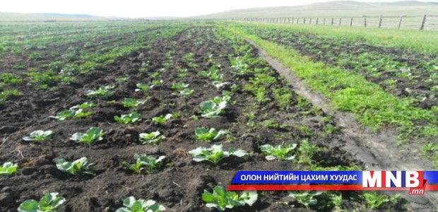 Хятад тариаланчдын үлдээсэн газрыг дахин ашиглах боломжгүй гэв