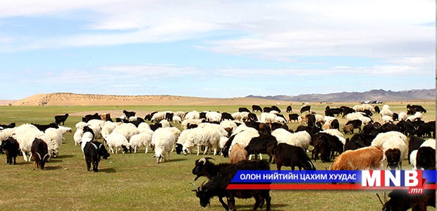 Өндөр ашиг шимт малын тоо өсөж байна
