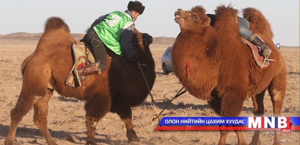 “Тэмээн поло-2016” тэмцээн Өмнөговь аймагт болно