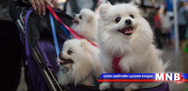 Тэжээвэр амьтдад зориулсан үзэсгэлэн яармаг боллоо