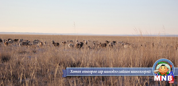 Дорноговь аймгийн малчид өнтэй өвөлжиж байна