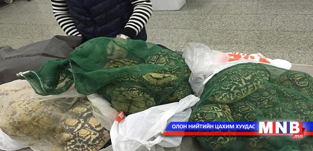 80 ширхэг яст мэлхий хилээр гаргахыг завджээ