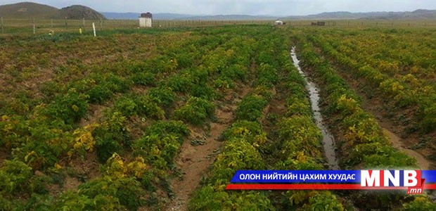 Хүнсний ногоо, жимс тариалах зориулалтаар газар эзэмших эрх олгоно