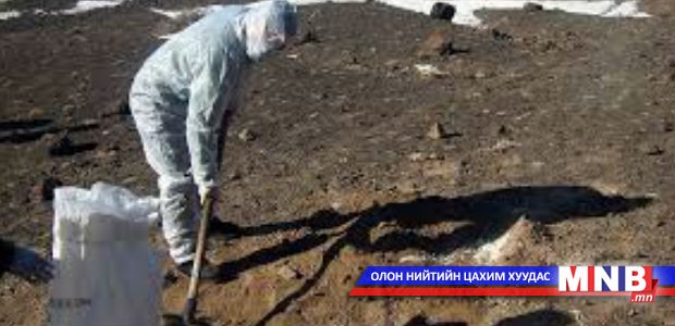 Малчид хашаа, хороогоо цэвэрлээгүйгээс паразит өвчин гарч байна