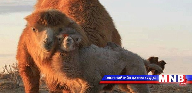 Өмнөговь аймагт 6000 гаруй ингэ ботголжээ