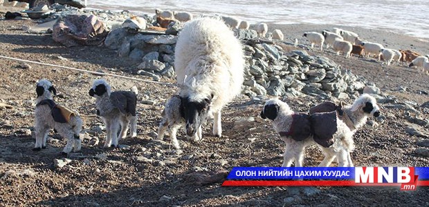 Кесеров хагалгаагаар дөрвөн ихэр хургыг эсэн мэнд гарган авчээ