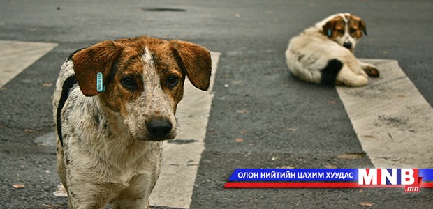 Нохой устгалд зарцуулах санхүүжилтийг нэмэгдүүлэх санал гарлаа