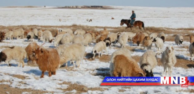 Дорнод аймаг 600 мянга орчим төл аваад байна