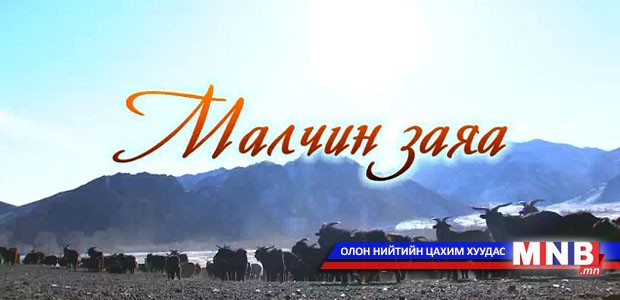 "Малчин заяа" нэвтрүүлэг: Улсын сайн малчин Д.Зоригоогийн хотоос бэлтгэв