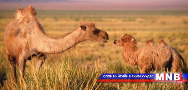 Өмнөговь аймагт "Ботгоны мөнгө"-ийг үргэлжлүүлэн олгоно