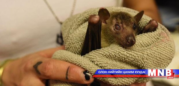 Сарьсан багваахай хамгаалагч эмэгтэй