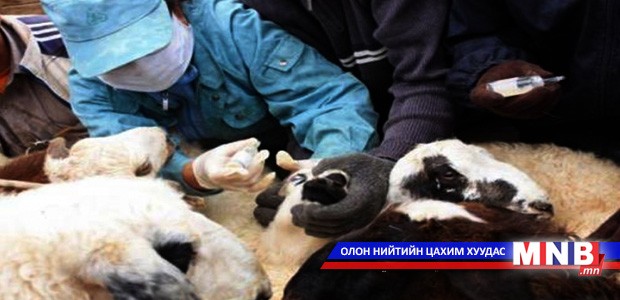 Гоц халдварт цэцэг өвчний эсрэг вакцинжуулалтад 26 сая төгрөг зарцуулна