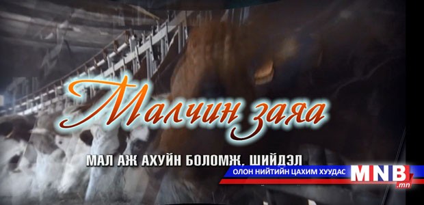 "Малчин заяа" нэвтрүүлэг: Мал аж ахуйн боломж, шийдэл