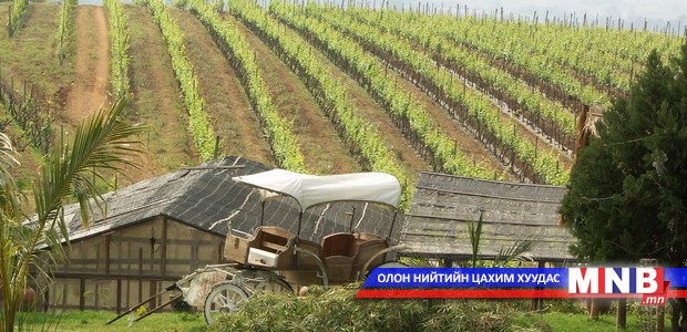 Мьянмарт тариалсан усан үзмээр дарс үйлдвэрлэж байна
