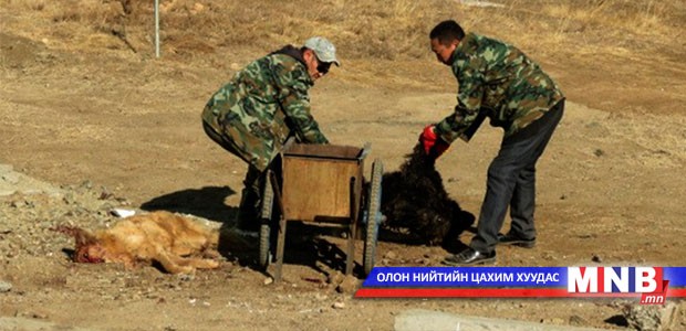 Золбин нохой, муур устгах зардлыг нэмнэ